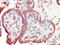 CCRL2 antibody, AM26728PU-N, Origene, Immunohistochemistry frozen image 