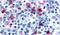 Histamine H4 receptor antibody, PA5-33850, Invitrogen Antibodies, Immunohistochemistry paraffin image 