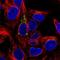 FUT4 antibody, NBP2-55006, Novus Biologicals, Immunofluorescence image 
