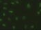 SRY-Box 17 antibody, GTX83578, GeneTex, Immunofluorescence image 