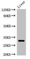 Endonuclease G, mitochondrial antibody, orb48180, Biorbyt, Western Blot image 