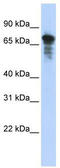 Rhophilin Rho GTPase Binding Protein 1 antibody, TA340219, Origene, Western Blot image 