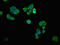 Solute Carrier Family 6 Member 8 antibody, LS-C671143, Lifespan Biosciences, Immunofluorescence image 