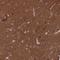 Erythrocyte Membrane Protein Band 4.1 Like 1 antibody, HPA056817, Atlas Antibodies, Immunohistochemistry frozen image 
