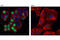 Chromatin Licensing And DNA Replication Factor 1 antibody, 8064S, Cell Signaling Technology, Immunocytochemistry image 