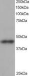 Beta-centractin antibody, LS-B2753, Lifespan Biosciences, Western Blot image 