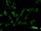 Tyrosyl-TRNA Synthetase antibody, LS-C342300, Lifespan Biosciences, Immunofluorescence image 