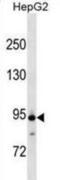 Anaphase-promoting complex subunit 4 antibody, abx029843, Abbexa, Western Blot image 