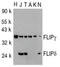 CASP8 And FADD Like Apoptosis Regulator antibody, AP05788PU-N, Origene, Western Blot image 