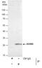 Homeobox protein Hox-B5 antibody, PA5-35898, Invitrogen Antibodies, Immunoprecipitation image 