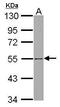 SH3 Domain Binding Protein 5 antibody, GTX115245, GeneTex, Western Blot image 
