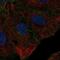 CD99 antigen-like protein 2 antibody, NBP2-68771, Novus Biologicals, Immunocytochemistry image 