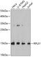 Ribosomal Protein L31 antibody, 19-276, ProSci, Western Blot image 