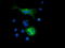 PKC-zeta-interacting protein antibody, CF502131, Origene, Immunofluorescence image 