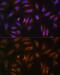 Nuclear Receptor Binding Factor 2 antibody, GTX54585, GeneTex, Immunofluorescence image 