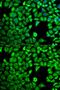 Leukotriene A(4) hydrolase antibody, GTX54332, GeneTex, Immunocytochemistry image 