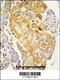 Prostacyclin synthase antibody, 63-326, ProSci, Immunohistochemistry paraffin image 