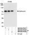 OPTN antibody, NB100-97837, Novus Biologicals, Western Blot image 