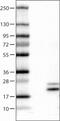 Ribonuclease 7 antibody, MA5-24591, Invitrogen Antibodies, Western Blot image 
