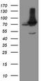 Negative Regulator Of Ubiquitin Like Proteins 1 antibody, TA800183, Origene, Western Blot image 