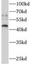 Endoplasmic Reticulum Oxidoreductase 1 Beta antibody, FNab02855, FineTest, Western Blot image 