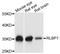 Retinaldehyde Binding Protein 1 antibody, A05421, Boster Biological Technology, Western Blot image 