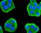 Cell Division Cycle 45 antibody, A01367-2, Boster Biological Technology, Immunocytochemistry image 