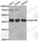 TRNA Methyltransferase O antibody, A3434, ABclonal Technology, Western Blot image 