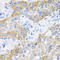 Transferrin Receptor antibody, LS-C334364, Lifespan Biosciences, Immunohistochemistry frozen image 