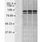 Calnexin antibody, PA5-77839, Invitrogen Antibodies, Western Blot image 