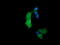 Ras Homolog Family Member J antibody, LS-C174343, Lifespan Biosciences, Immunofluorescence image 