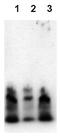 Amyloid Beta Precursor Protein antibody, AM00006PU-N, Origene, Western Blot image 