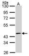 Forkhead Box O4 antibody, GTX109025, GeneTex, Western Blot image 