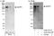 Multiple PDZ Domain Crumbs Cell Polarity Complex Component antibody, A302-878A, Bethyl Labs, Immunoprecipitation image 