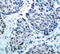 Mitogen-Activated Protein Kinase Kinase 4 antibody, abx000438, Abbexa, Immunohistochemistry frozen image 