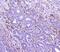 Sterol 26-hydroxylase, mitochondrial antibody, A02121-1, Boster Biological Technology, Immunohistochemistry paraffin image 
