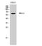 RB Binding Protein 5, Histone Lysine Methyltransferase Complex Subunit antibody, STJ95394, St John