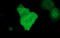 Rap Guanine Nucleotide Exchange Factor 1 antibody, LS-C338203, Lifespan Biosciences, Immunofluorescence image 
