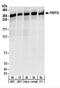 Pre-MRNA Processing Factor 8 antibody, NBP2-22273, Novus Biologicals, Western Blot image 