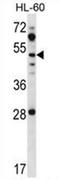 Zinc finger protein ZIC 1 antibody, AP54655PU-N, Origene, Western Blot image 