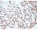 CD34 antibody, V3001SAF-100UG, NSJ Bioreagents, Flow Cytometry image 