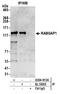 RAB GTPase Activating Protein 1 antibody, A304-913A, Bethyl Labs, Immunoprecipitation image 