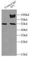 Sp1 Transcription Factor antibody, FNab08131, FineTest, Immunoprecipitation image 