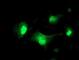 Plasma serine protease inhibitor antibody, NBP2-01833, Novus Biologicals, Immunofluorescence image 