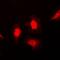 Heat Shock Protein Family A (Hsp70) Member 8 antibody, orb214061, Biorbyt, Immunofluorescence image 