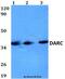 Atypical Chemokine Receptor 1 (Duffy Blood Group) antibody, LS-C411760, Lifespan Biosciences, Western Blot image 