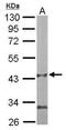 Pantothenate kinase 1 antibody, TA308055, Origene, Western Blot image 