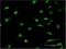  antibody, H00003397-M10, Novus Biologicals, Immunocytochemistry image 