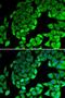 Ribosomal Protein L14 antibody, LS-C748436, Lifespan Biosciences, Immunofluorescence image 