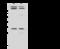 Cyclin D3 antibody, 101199-T34, Sino Biological, Western Blot image 